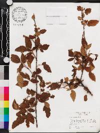 Rubus argutus image