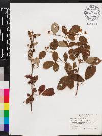 Rubus cuneifolius image