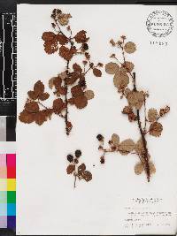 Rubus cuneifolius image