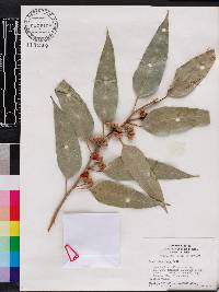 Eucalyptus rudis image