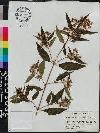 Chaetogastra longifolia image