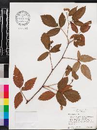 Rubus argutus image