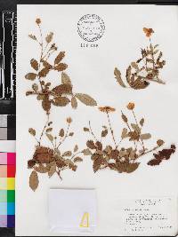 Rubus trivialis image