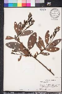 Myrica heterophylla image