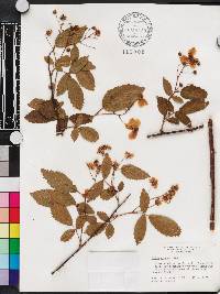 Rubus argutus image