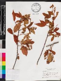 Rubus argutus image