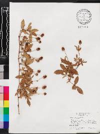 Rubus trivialis image