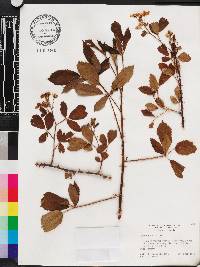 Rubus argutus image