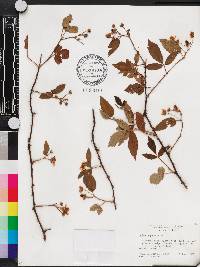 Rubus argutus image