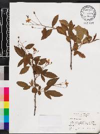 Rubus argutus image