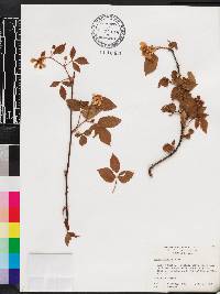 Rubus argutus image