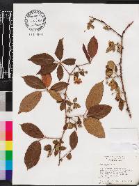 Rubus argutus image