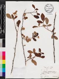 Rubus argutus image