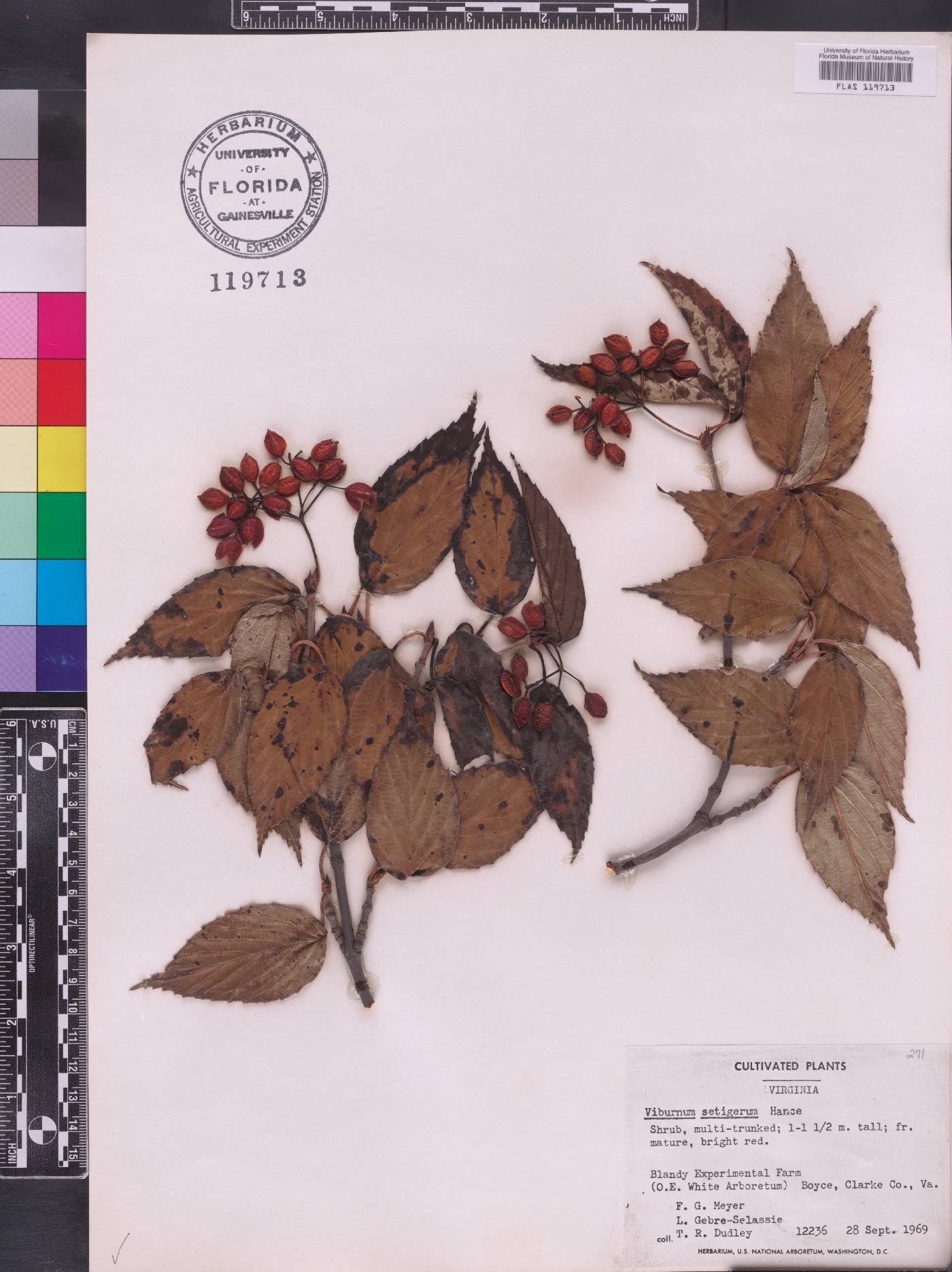 Viburnum setigerum image