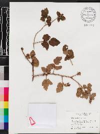 Rubus cuneifolius image