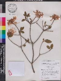 Rhododendron canescens image