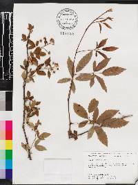 Rubus argutus image