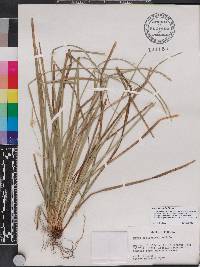 Carex basiantha image