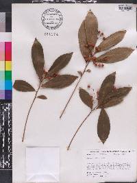 Ardisia crenata image