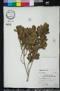 Eugenia foetida image