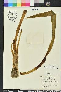 Hymenocallis rotata image