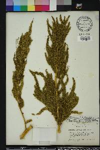 Amaranthus australis image