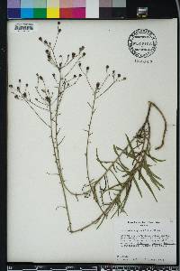 Vernonia angustifolia image