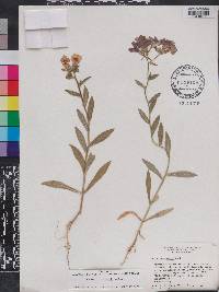 Phlox drummondii image