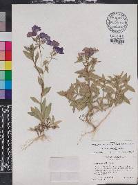 Phlox drummondii image