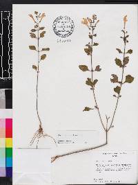 Scutellaria arenicola image