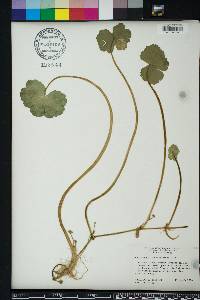 Hydrocotyle ranunculoides image