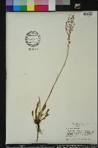 Rumex hastatulus image