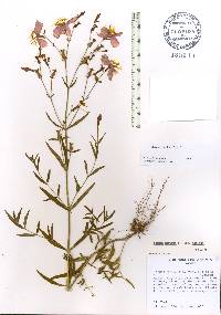 Rhexia nashii image