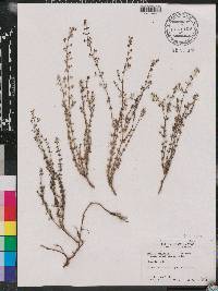 Galium wigginsii image