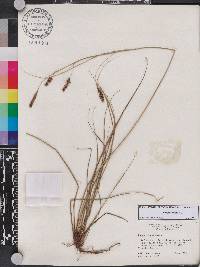 Carex glaucescens image