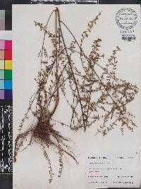 Lythrum curtissii image