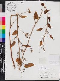 Smilax pulverulenta image