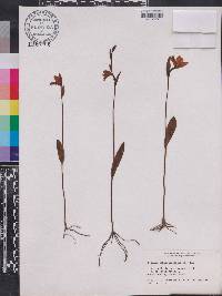 Pogonia ophioglossoides image