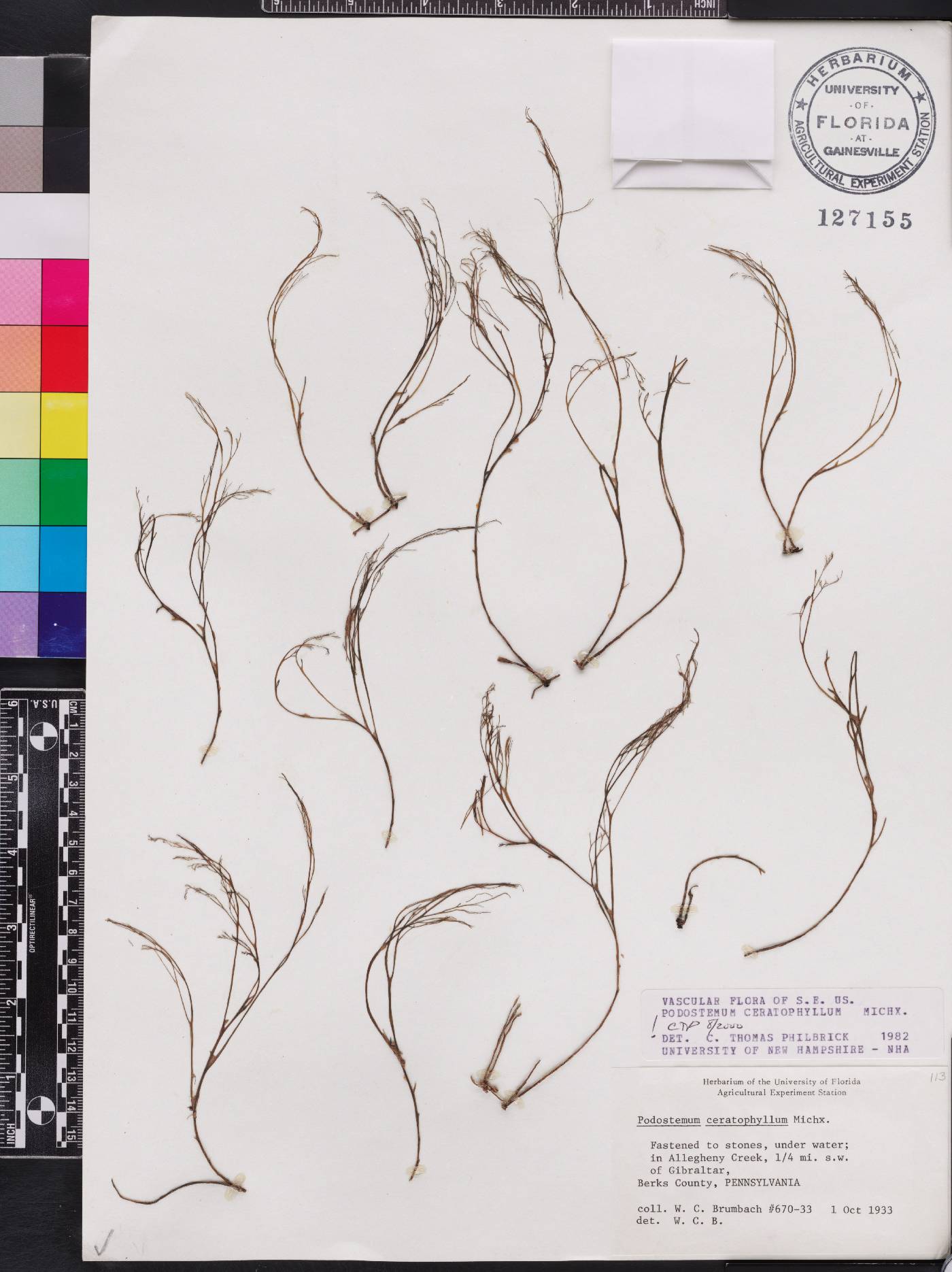 Podostemum ceratophyllum image