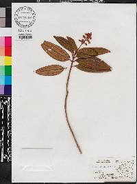 Miconia ciliata image