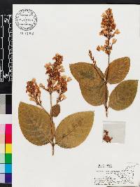 Pseuderanthemum carruthersii image