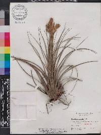 Tillandsia fasciculata image