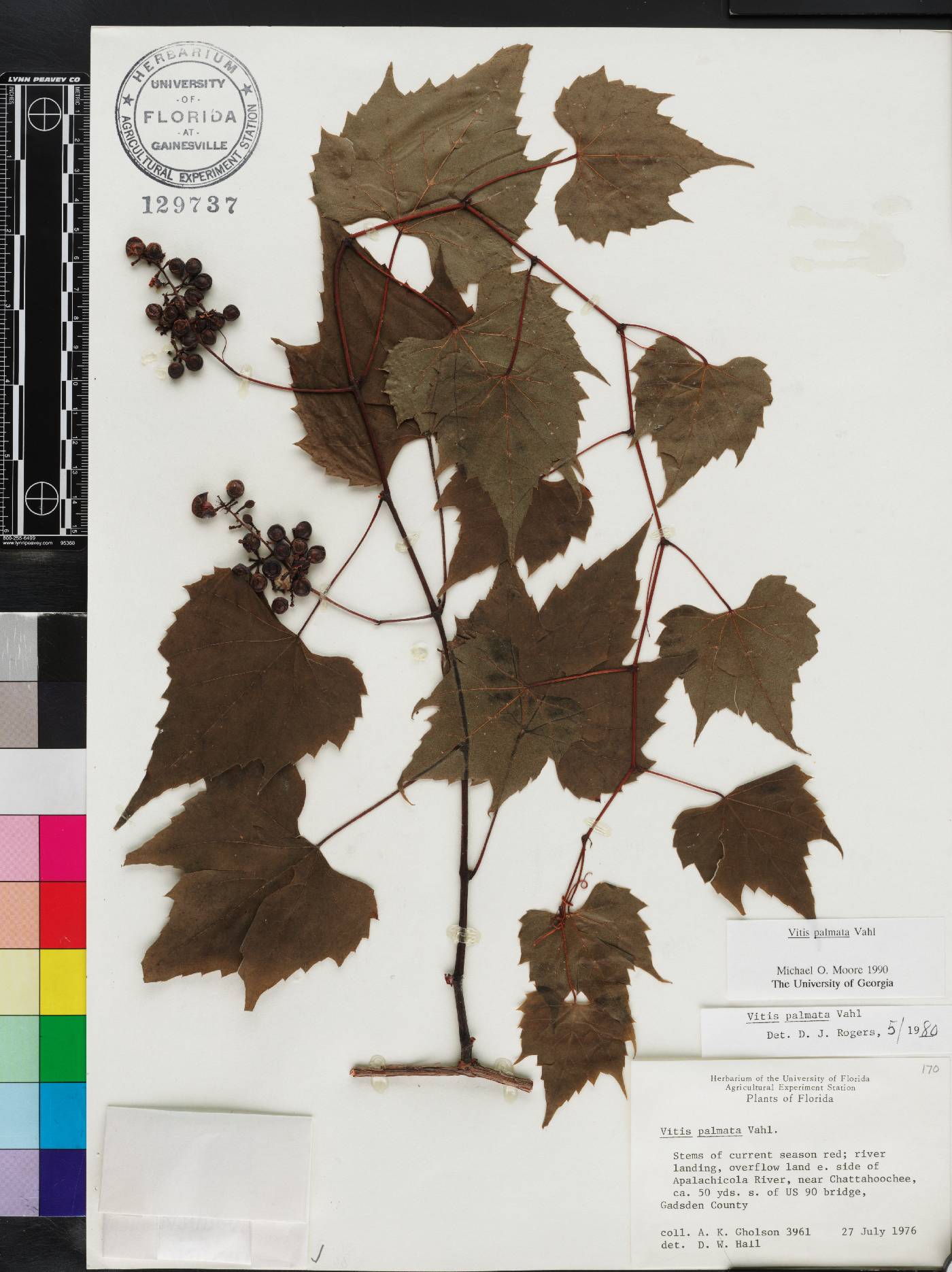 Vitis palmata image