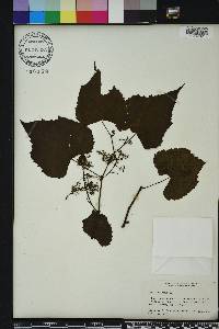 Vitis vulpina image