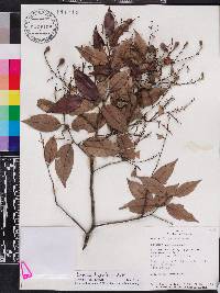 Licania hypoleuca image