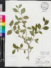 Ilex ambigua image