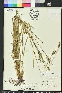 Scleria reticularis image