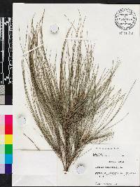 Casuarina equisetifolia image