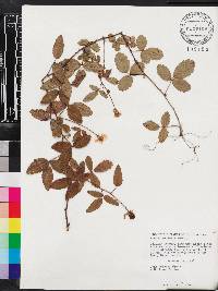 Rubus trivialis image