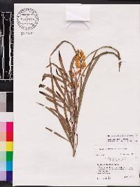 Acacia retinodes image